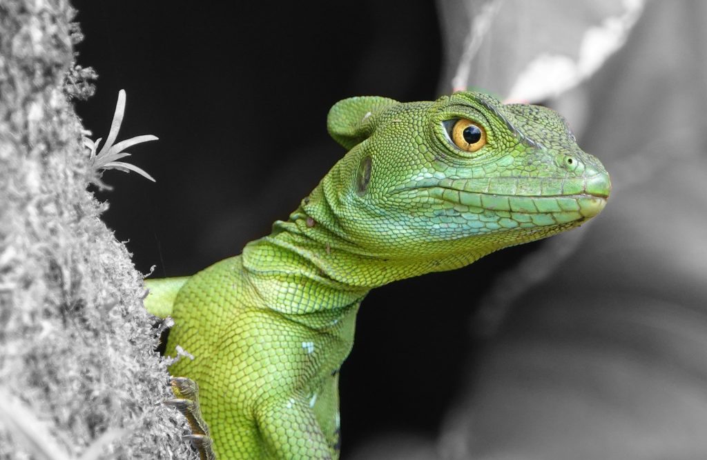 Aventura y ecología en Costa Rica