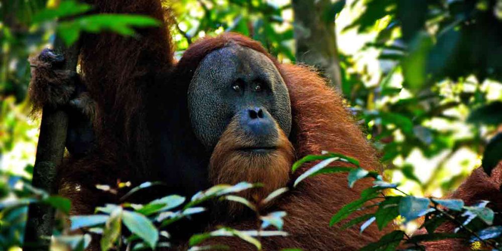 Naturaleza de Indonesia