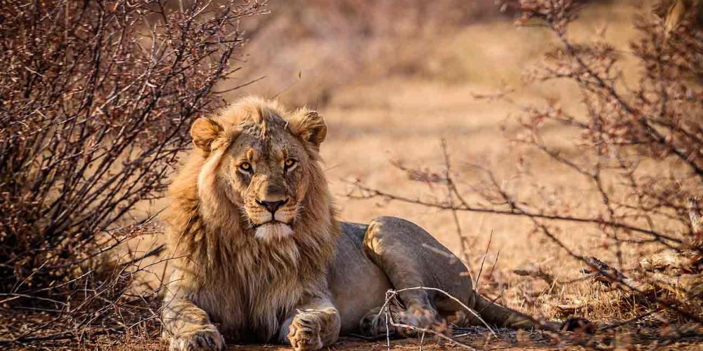 Viaje de safari en Sudáfrica
