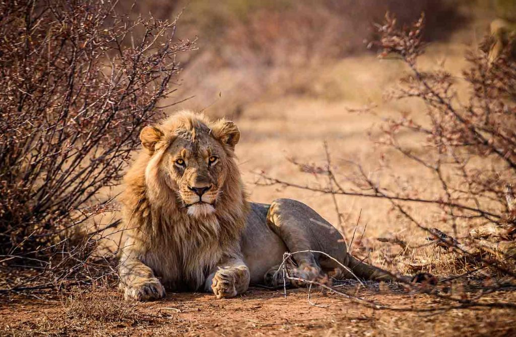 Viaje de safari en Sudáfrica