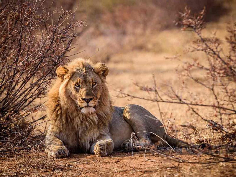 Viaje de safari en Sudáfrica