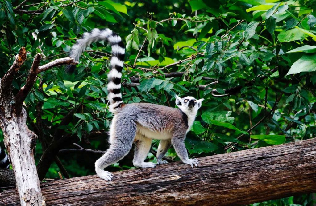 Madagascar buceo en Sainte Marie