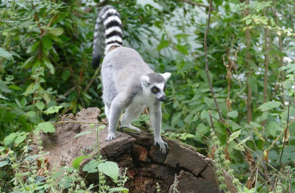 Viaje a Madagascar playas y naturaleza