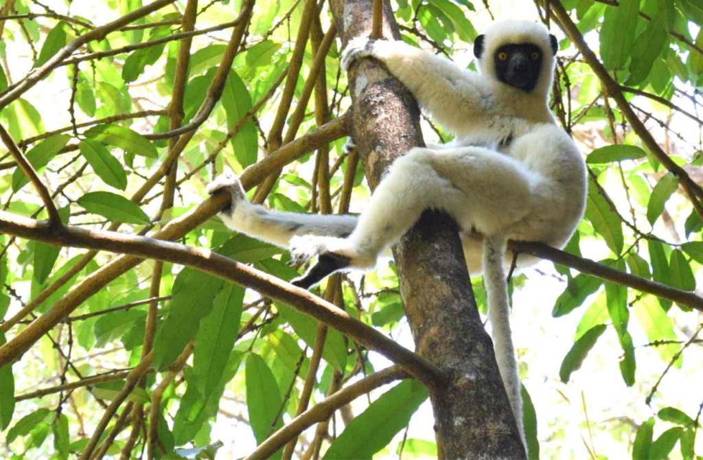 Madagascar en 12 días naturaleza y fauna