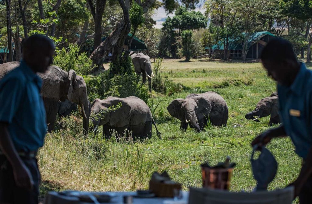 Safari en Kenia y playas de Zanzíbar