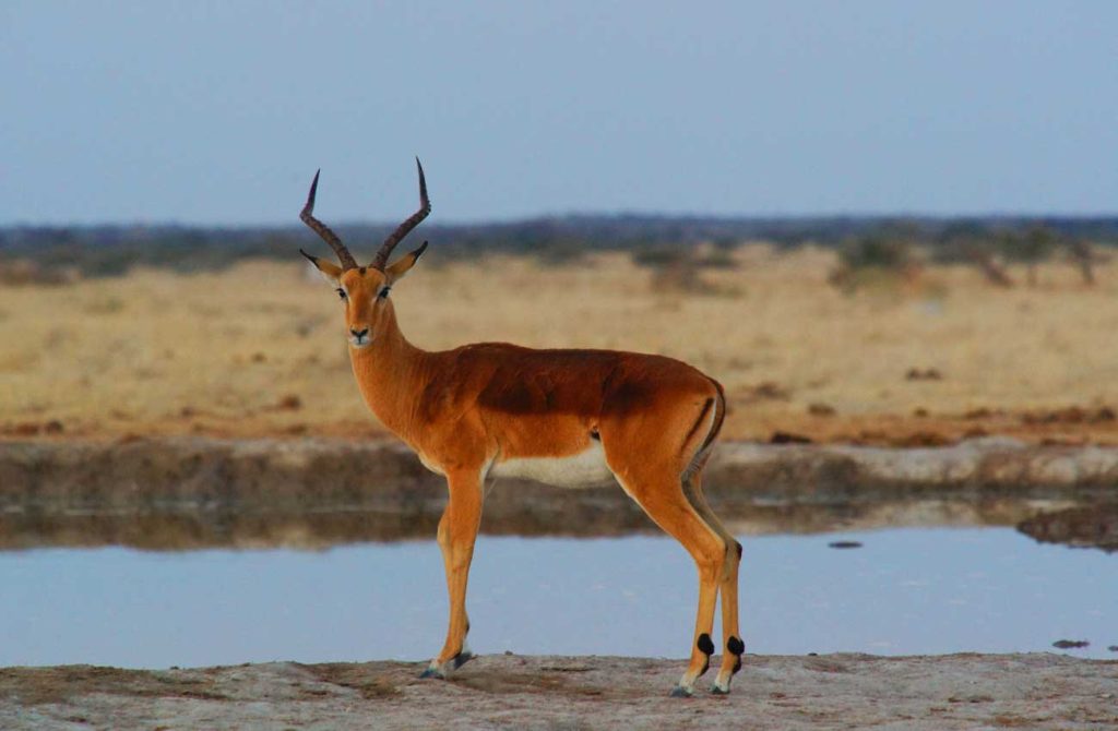 Safari y playa con la familia en Kenia