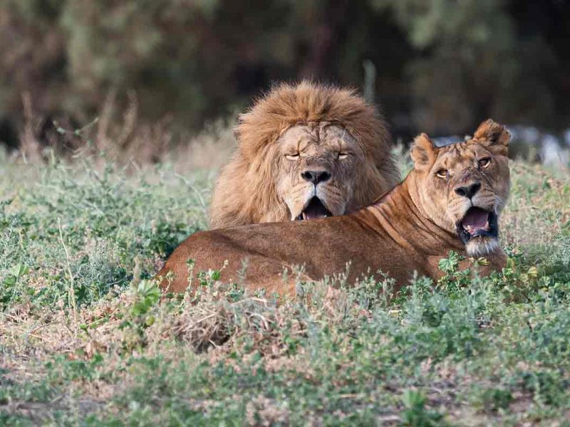 Conducir por Botswana a tu aire