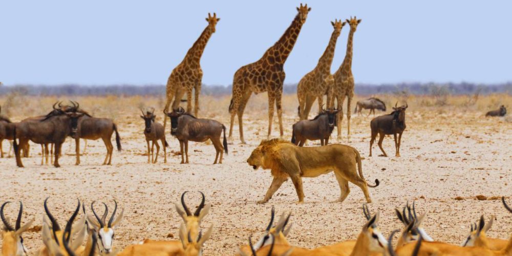 Namibia Botswana y Cataratas Victoria