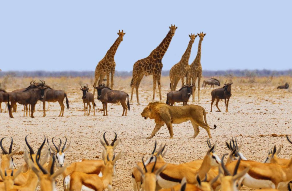 Namibia Botswana y Cataratas Victoria