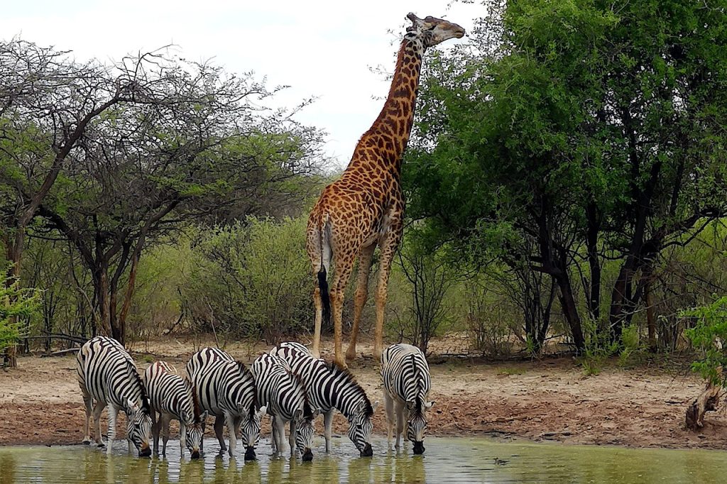 Namibia Botswana y Cataratas Victoria