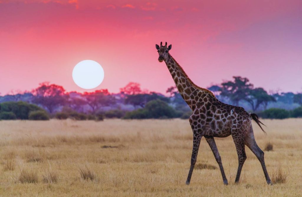 Botswana y Cataratas Victoria en 8 días