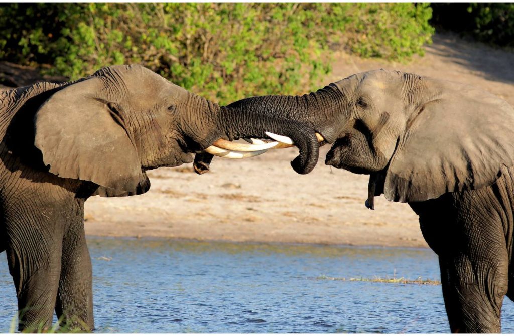 Botswana y Cataratas Victoria en 8 días