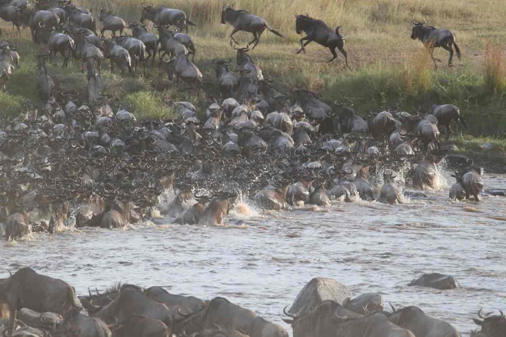 Safari en Kenia y playas de Zanzíbar