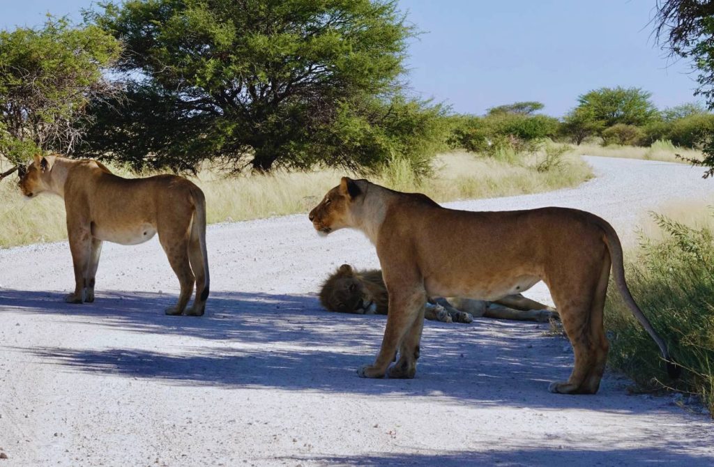 Viaje a Namibia en coche