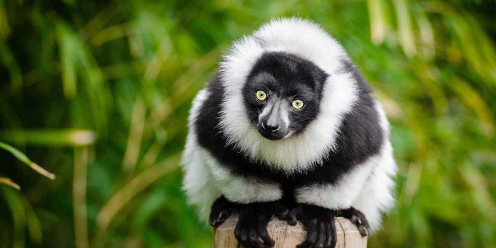 Parques Nacionales de Madagascar