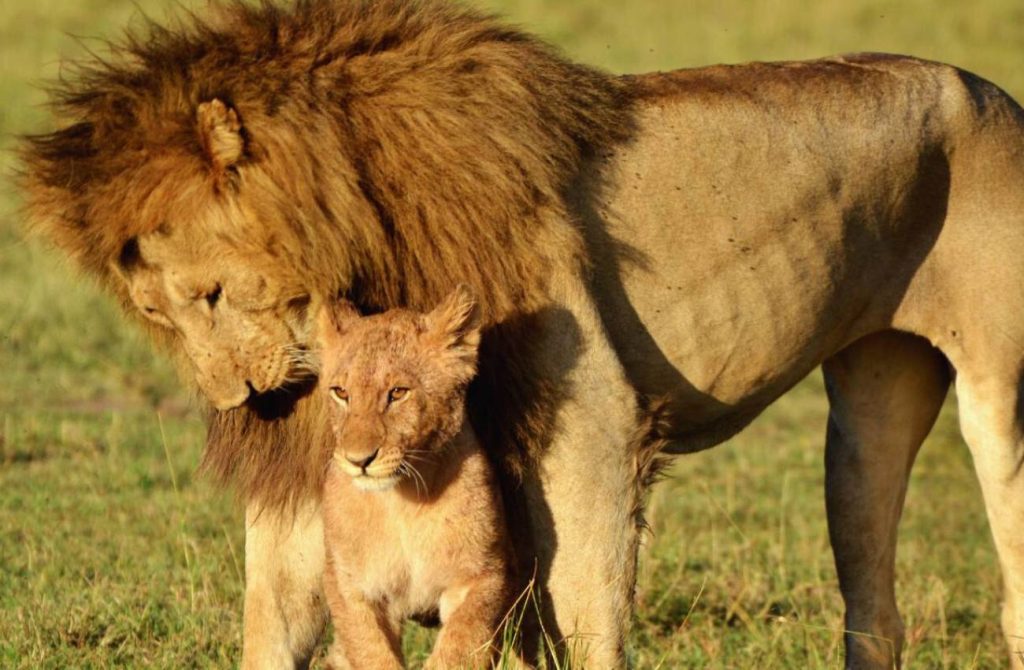 Safari de lujo en Botswana