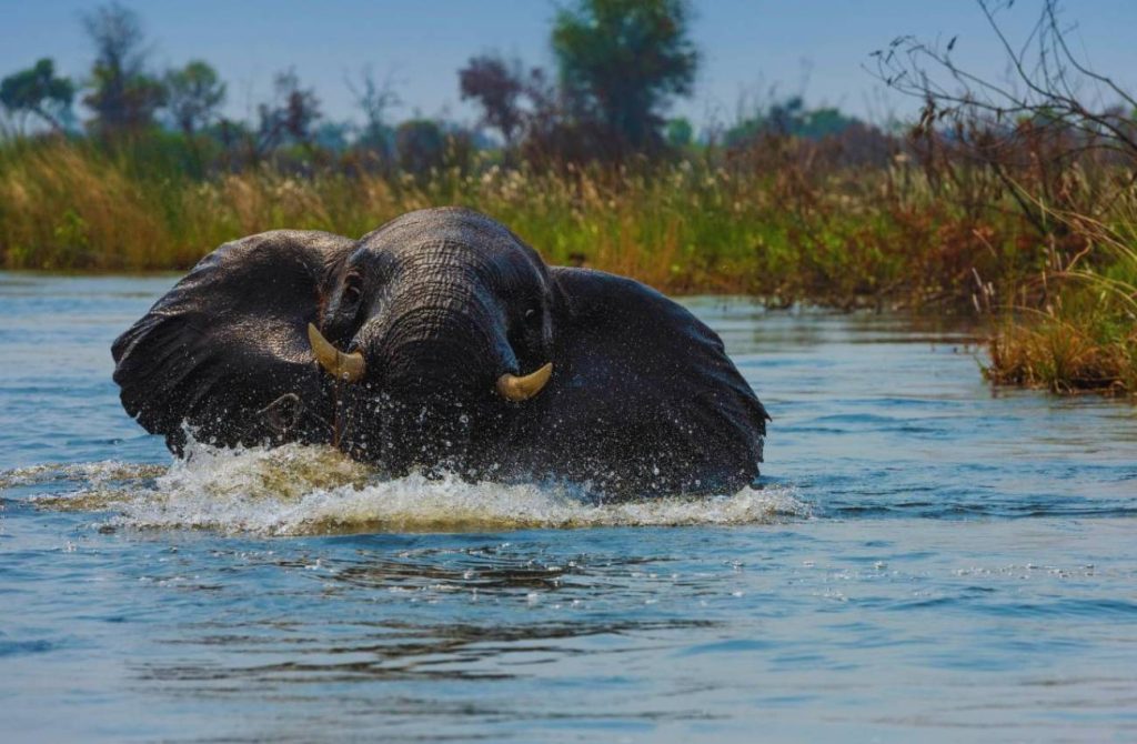 Safari de lujo en Botswana