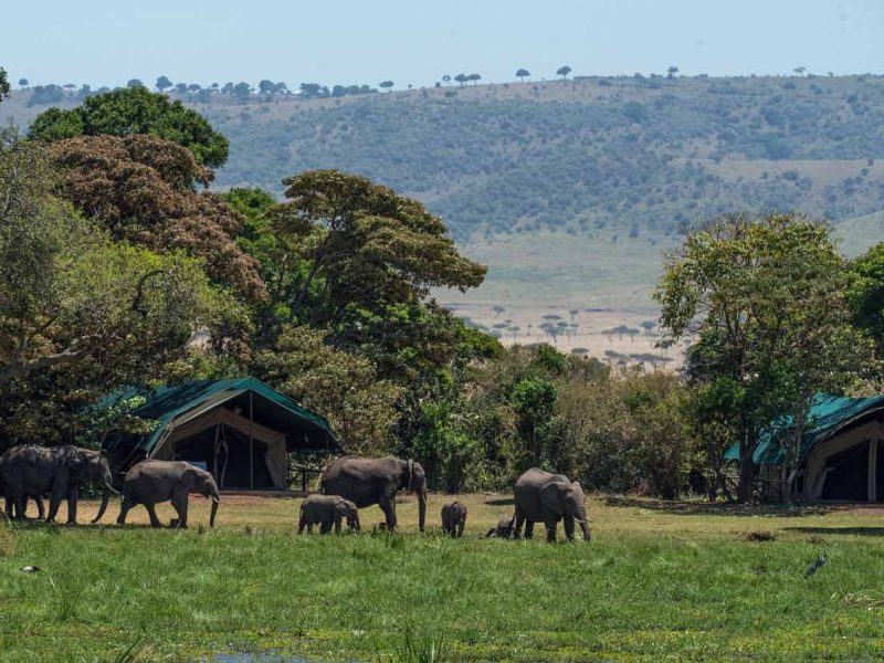 El mejor Safari en Kenia