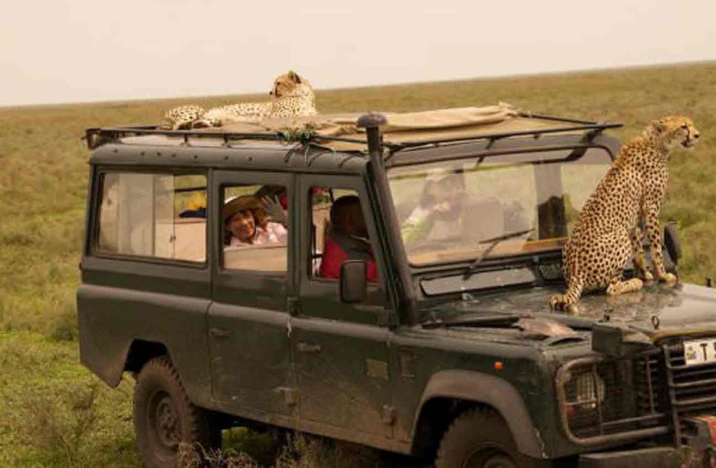 Tanzania Safari
