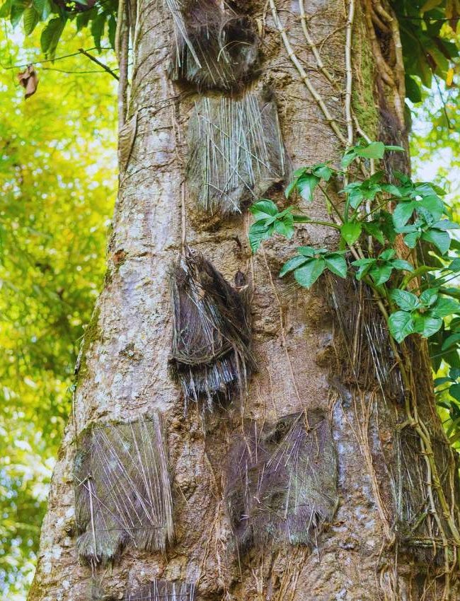 Tana Toraja rituales funerarios