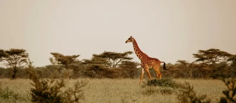 Jirafa en la sabana de Tanzania con paisaje africano abierto